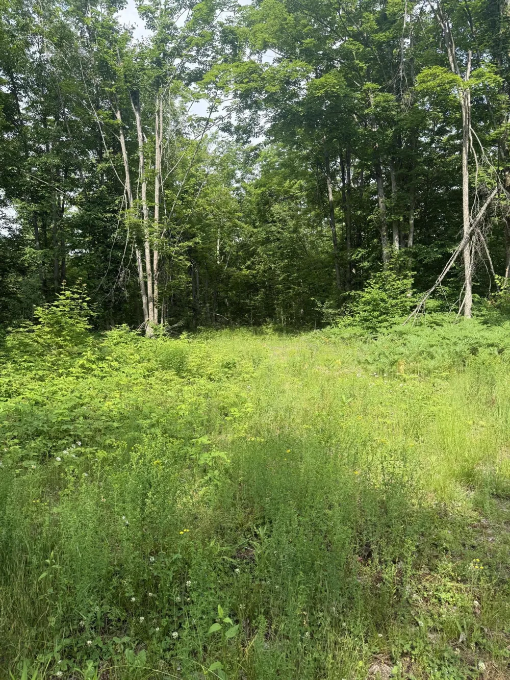 Babbit Rd Frederic, MI 49733