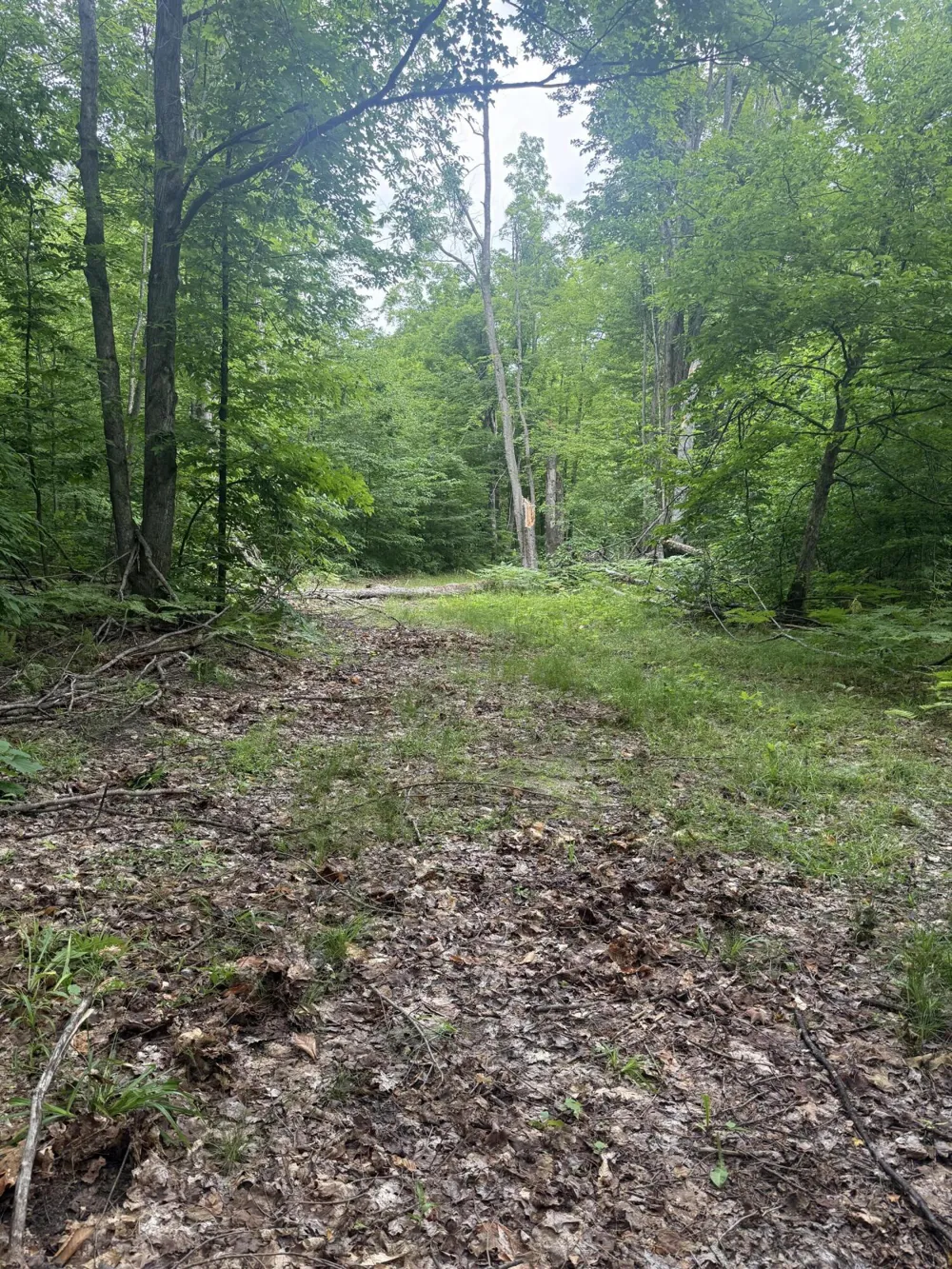 Babbit Rd Frederic, MI 49733