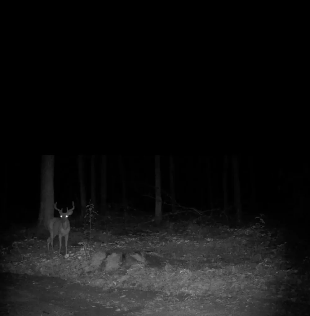 Babbit Rd Frederic, MI 49733