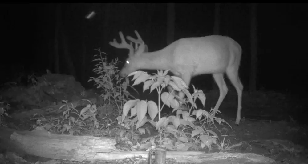 Babbit Rd Frederic, MI 49733