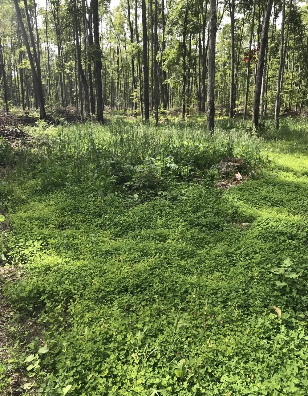 Babbit Rd Frederic, MI 49733