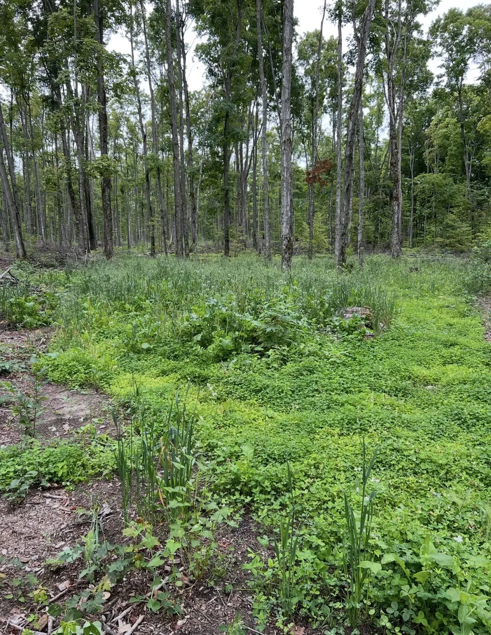 Babbit Rd Frederic, MI 49733