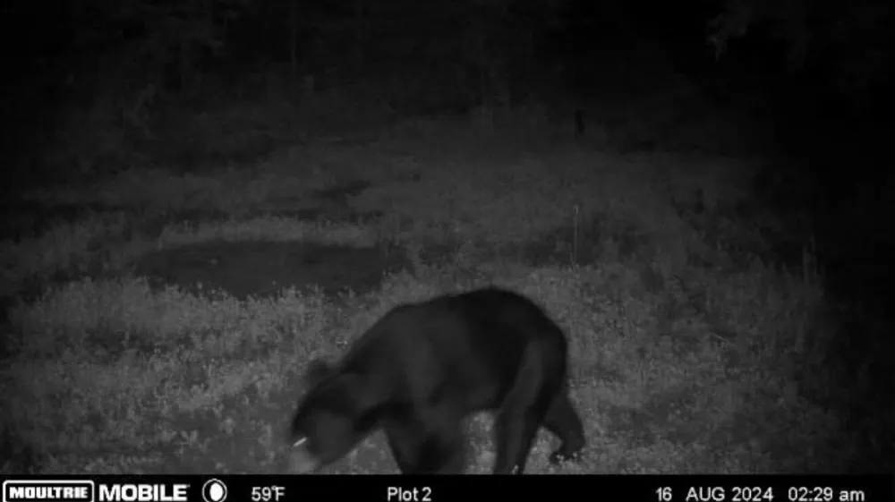 Babbit Rd Frederic, MI 49733