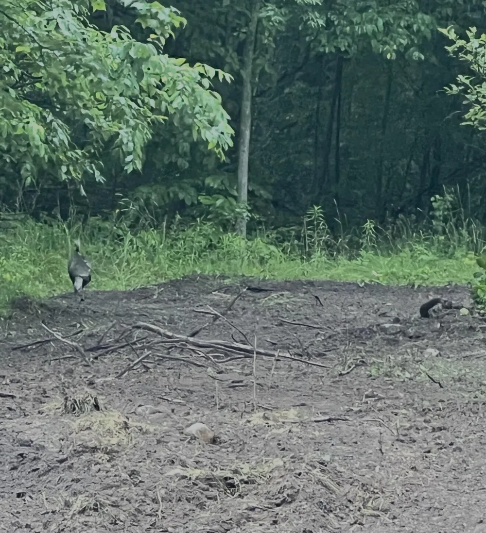 Babbit Rd Frederic, MI 49733