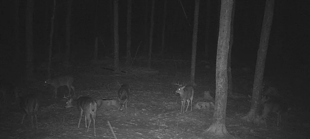 Babbit Rd Frederic, MI 49733