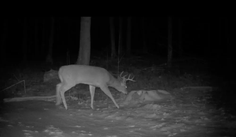 Babbit Rd Frederic, MI 49733