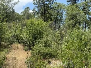 Feather Ridge Berry Creek, CA 95916