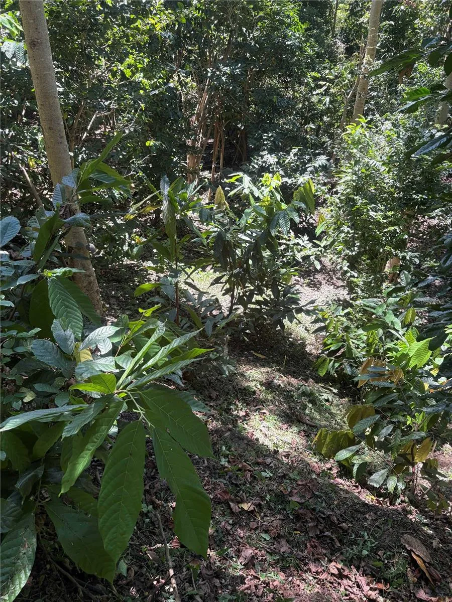 QUEBRADA GRANDE Trujillo Alto, PR 00976