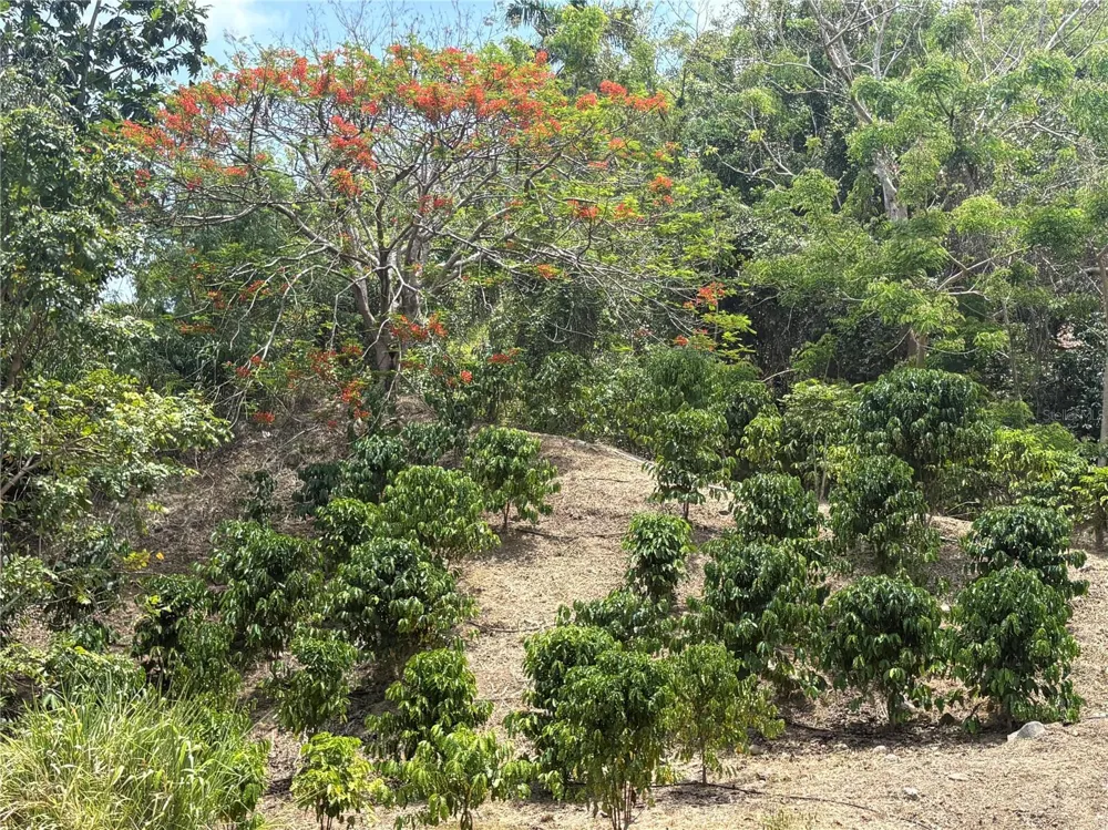 QUEBRADA GRANDE Trujillo Alto, PR 00976