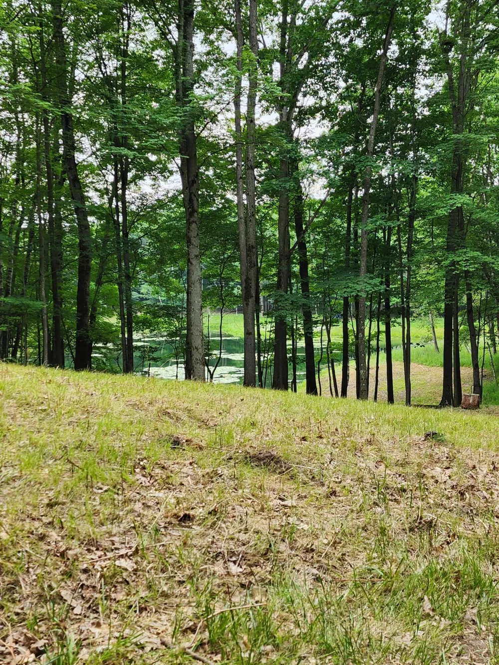 1631 Laurel Lane Farwell, MI 48622