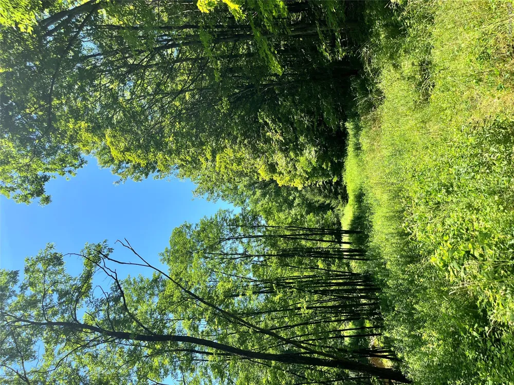 Lower Pond Dahlia Road W Livingston Manor, NY 12758