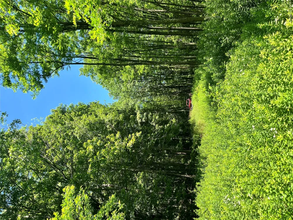 Lower Pond Dahlia Road W Livingston Manor, NY 12758