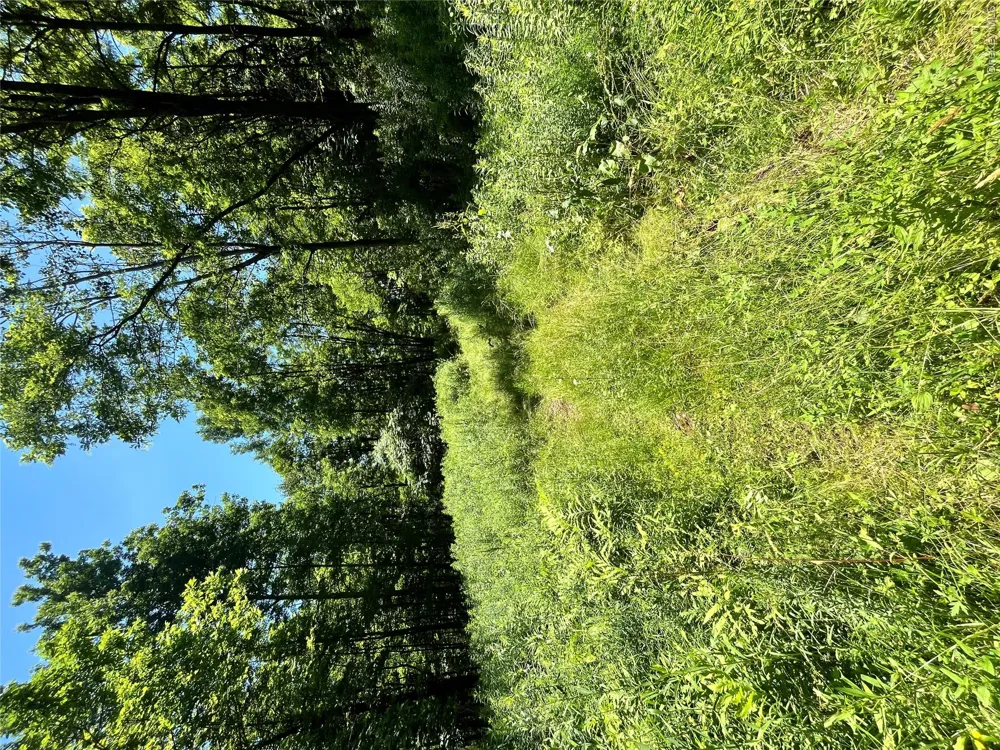 Lower Pond Dahlia Road W Livingston Manor, NY 12758