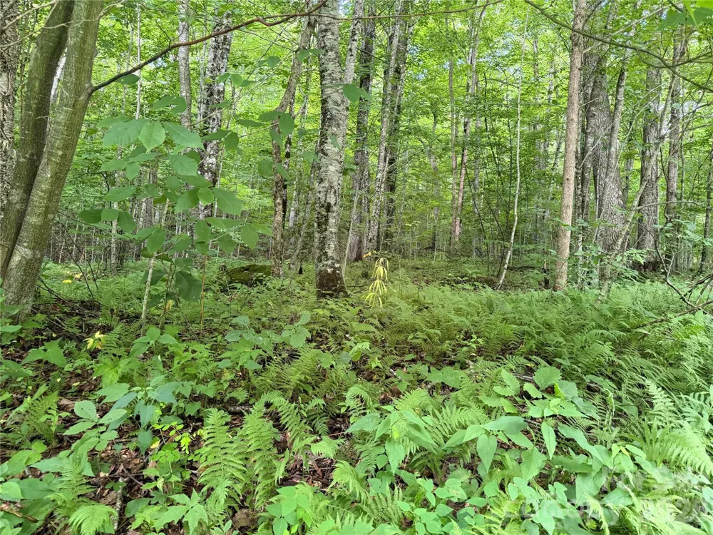 64A Jonathan Trail Maggie Valley, NC 28751