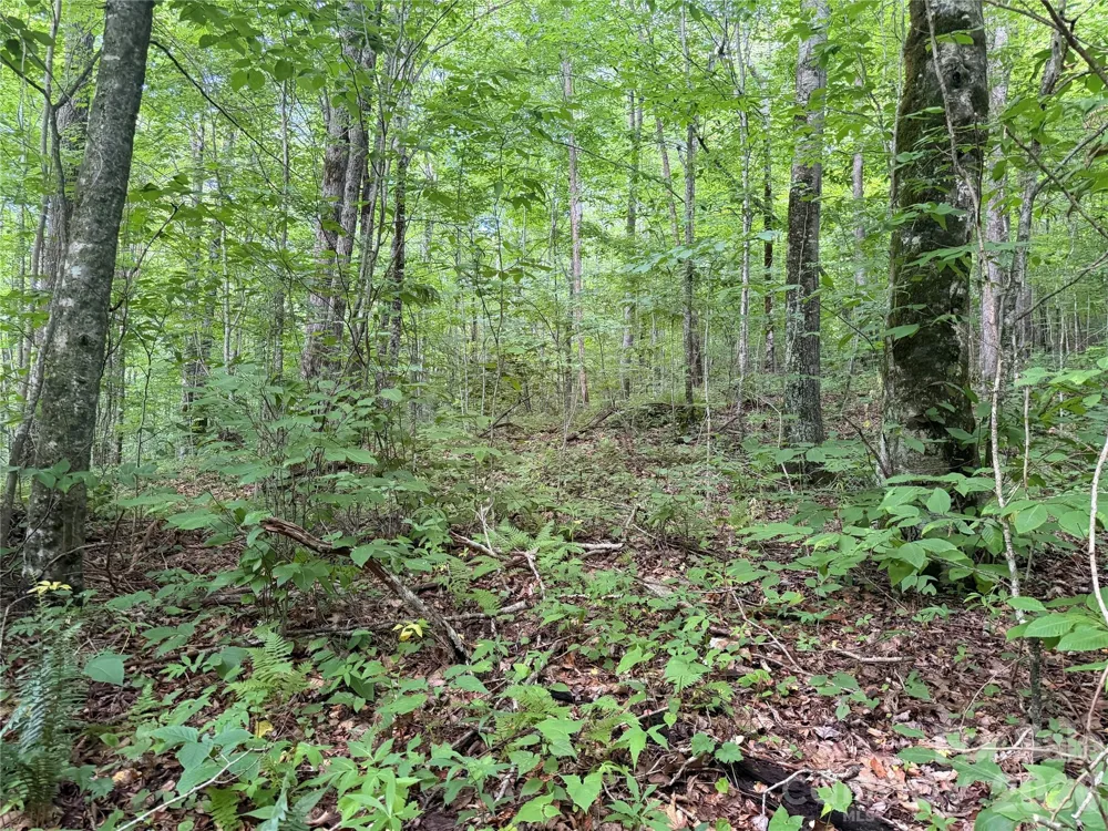 64A Jonathan Trail Maggie Valley, NC 28751