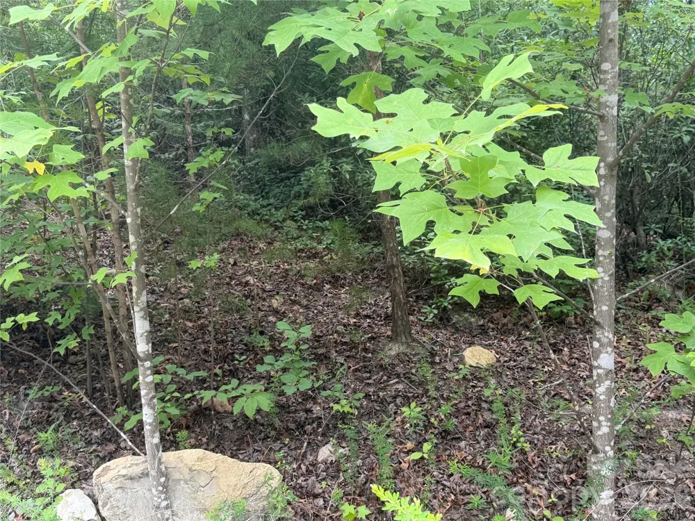 6 Dobsons Knob Loop Marion, NC 28752