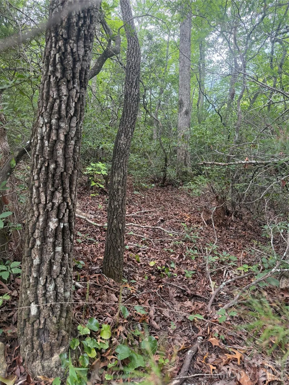 6 Dobsons Knob Loop Marion, NC 28752