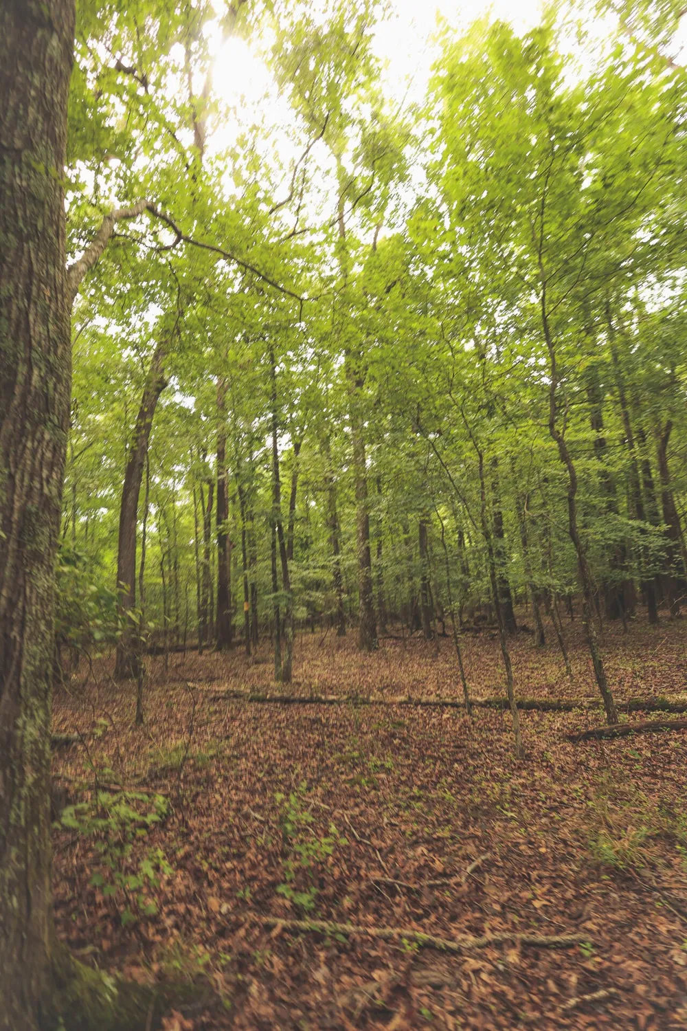 0 Isbell Lane Decherd, TN 37324
