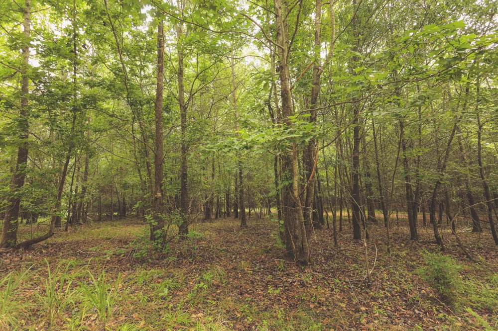 0 Isbell Lane Decherd, TN 37324