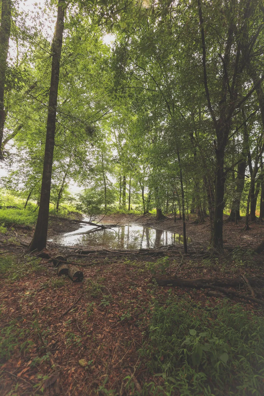 0 Isbell Lane Decherd, TN 37324