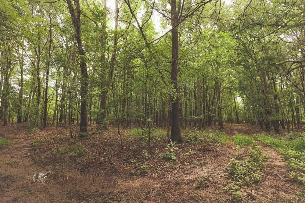 0 Isbell Lane Decherd, TN 37324