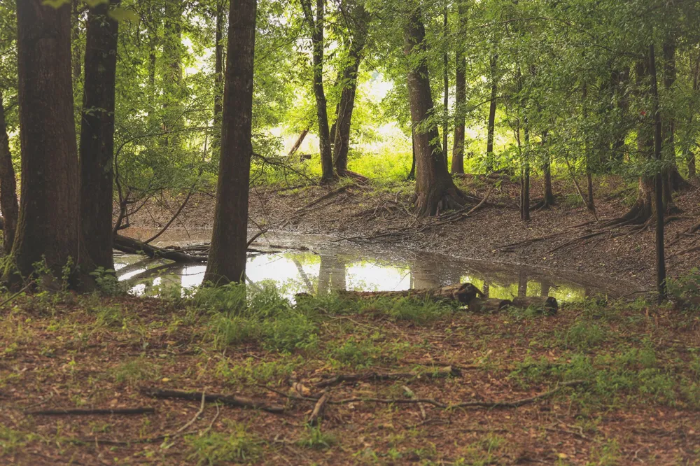 0 Isbell Lane Decherd, TN 37324