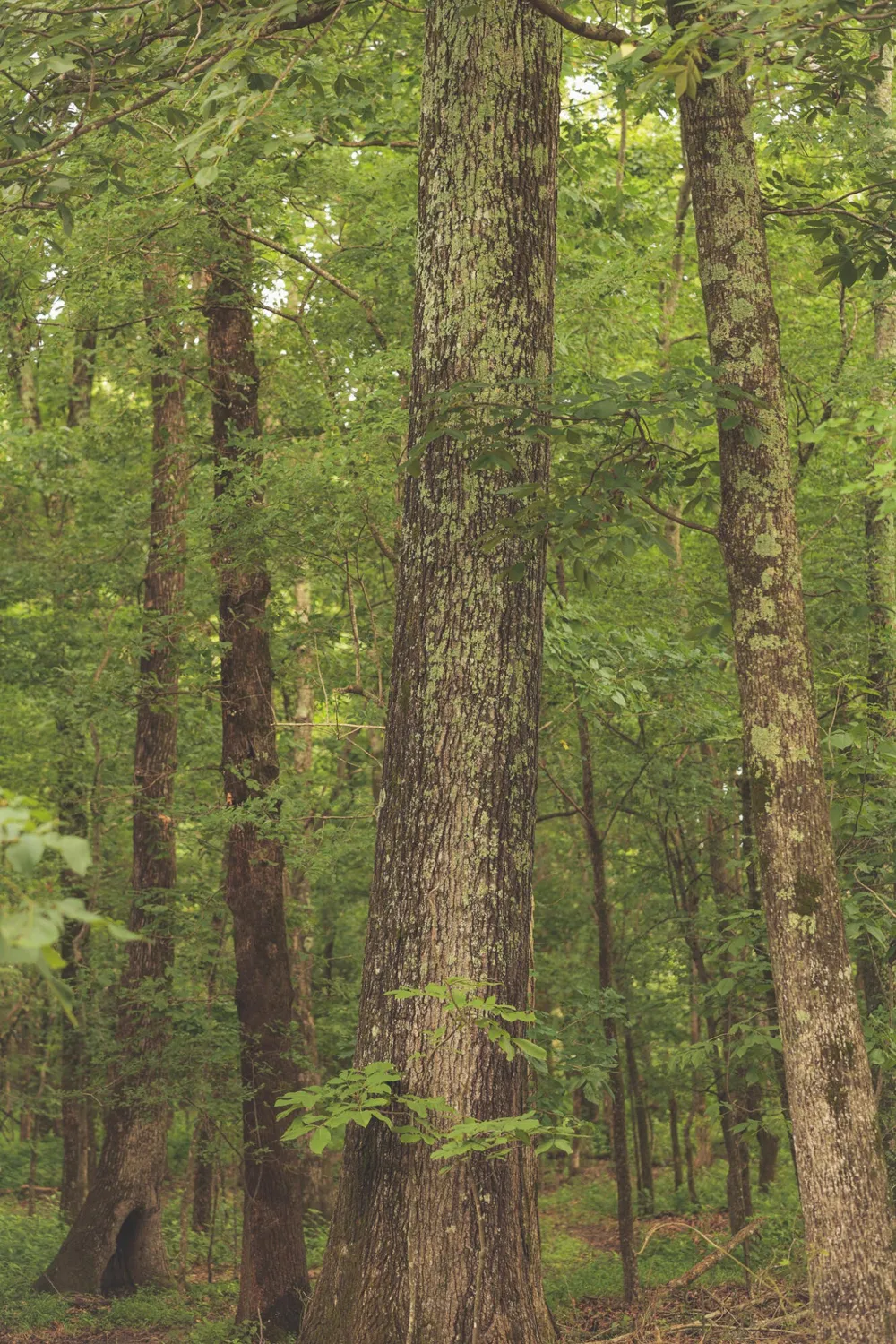 0 Isbell Lane Decherd, TN 37324