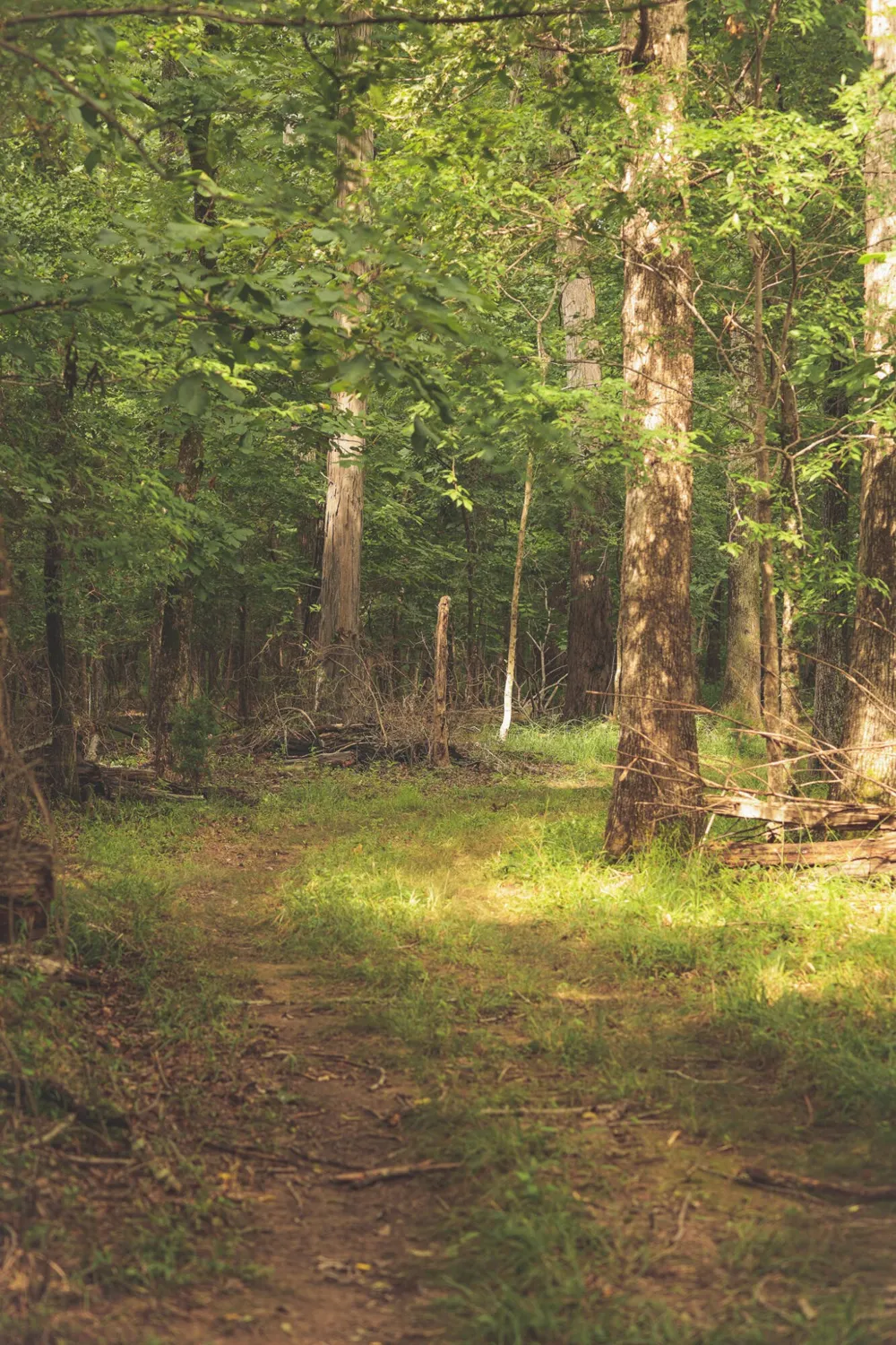 0 Isbell Lane Decherd, TN 37324