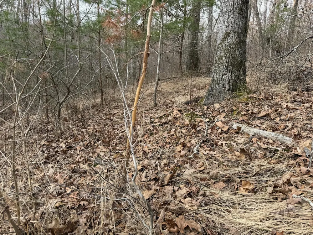 0 Clayton Angel Road Pikeville, TN 37367