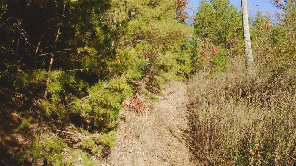 410 Seay Hollow Road Del Rio, TN 37727