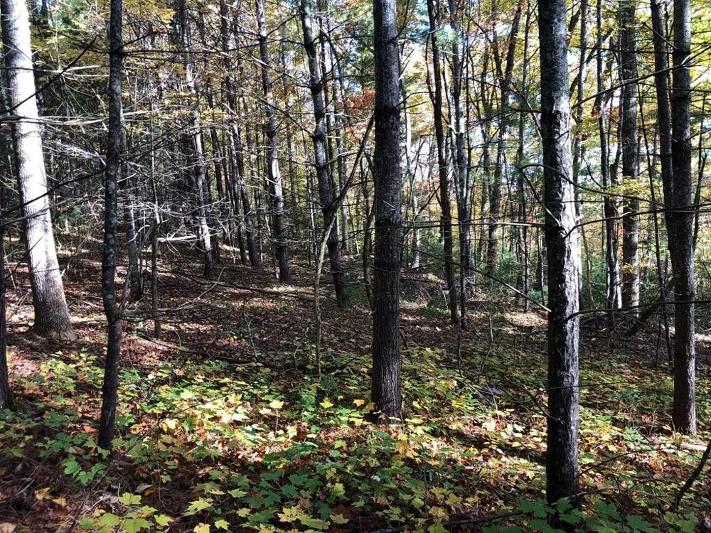 410 Seay Hollow Road Del Rio, TN 37727