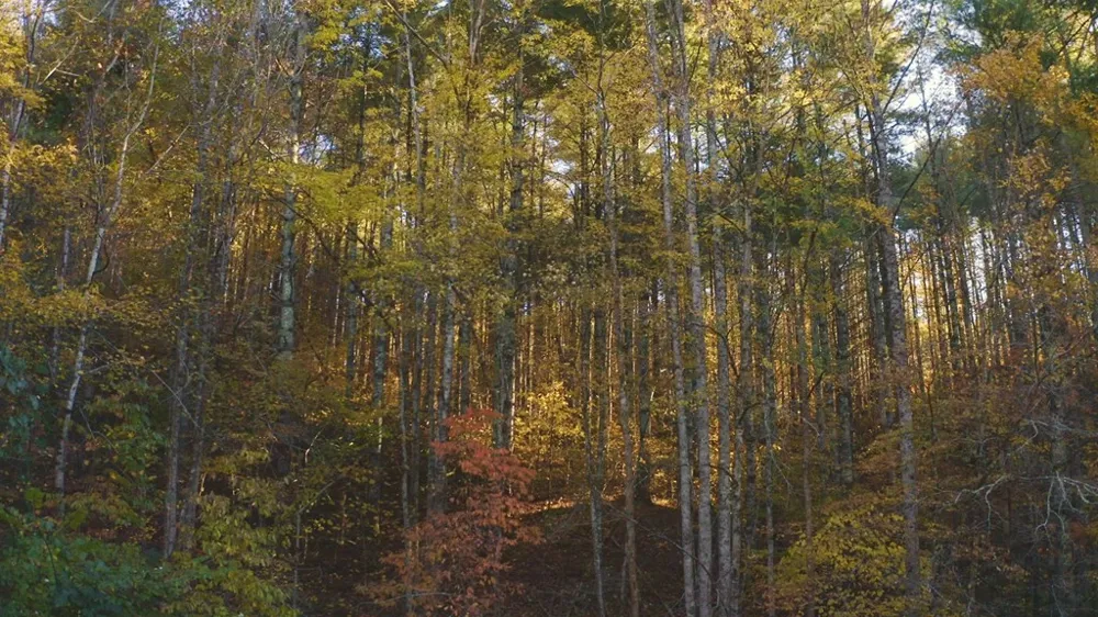 410 Seay Hollow Road Del Rio, TN 37727