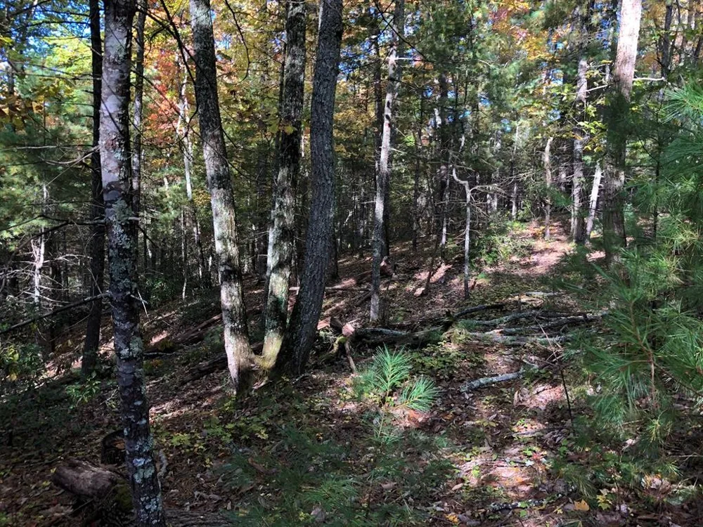 410 Seay Hollow Road Del Rio, TN 37727