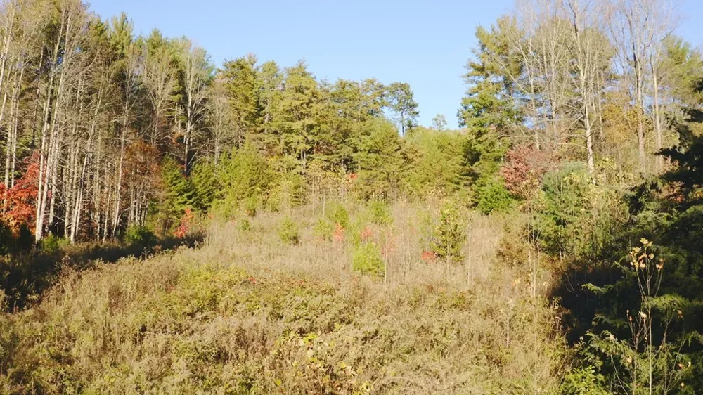 410 Seay Hollow Road Del Rio, TN 37727