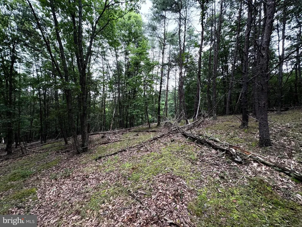 BLUFFS BLUE BEACH ROAD Springfield, WV 26763