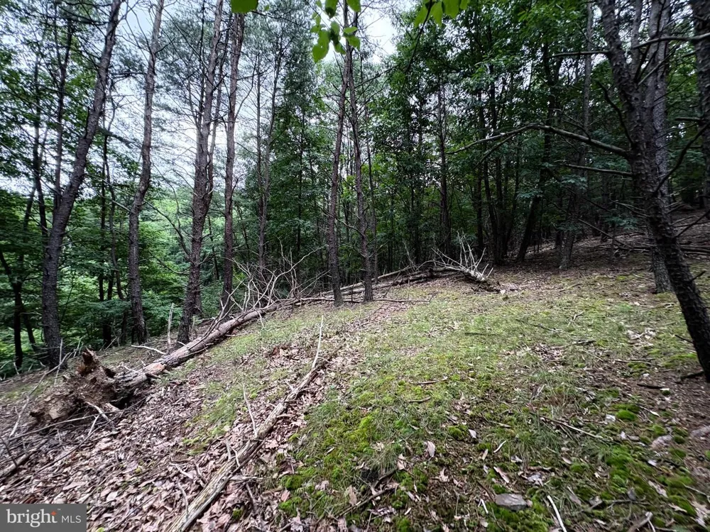 BLUFFS BLUE BEACH ROAD Springfield, WV 26763