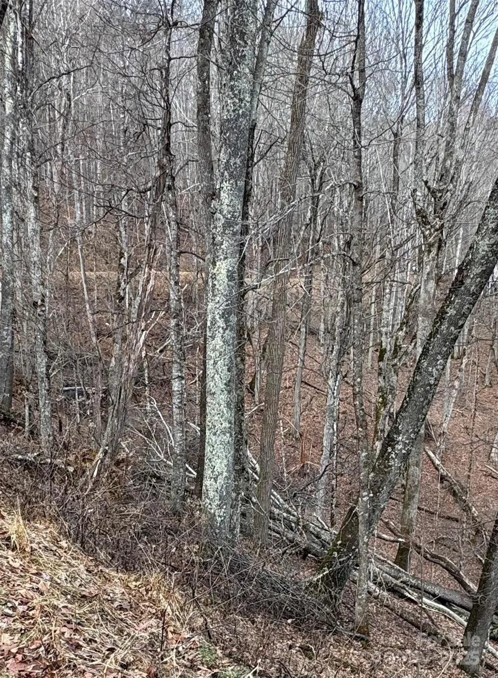 00 Spring Brook Drive #314 Mars Hill, NC 28754