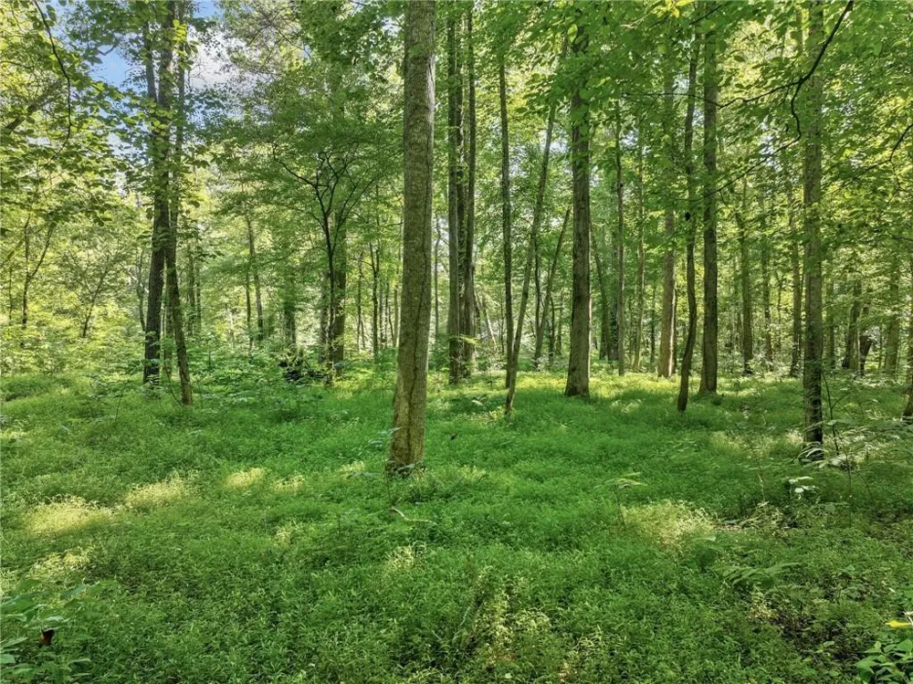 525 Etula Drive Dahlonega, GA 30533