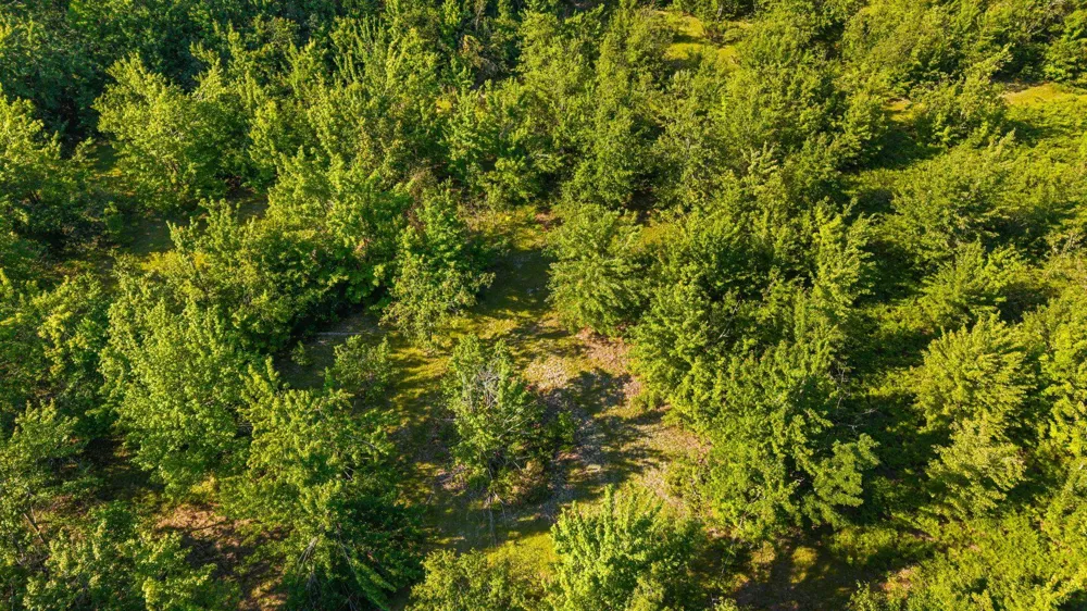 436 Tobias Road Star Township, MI 49730