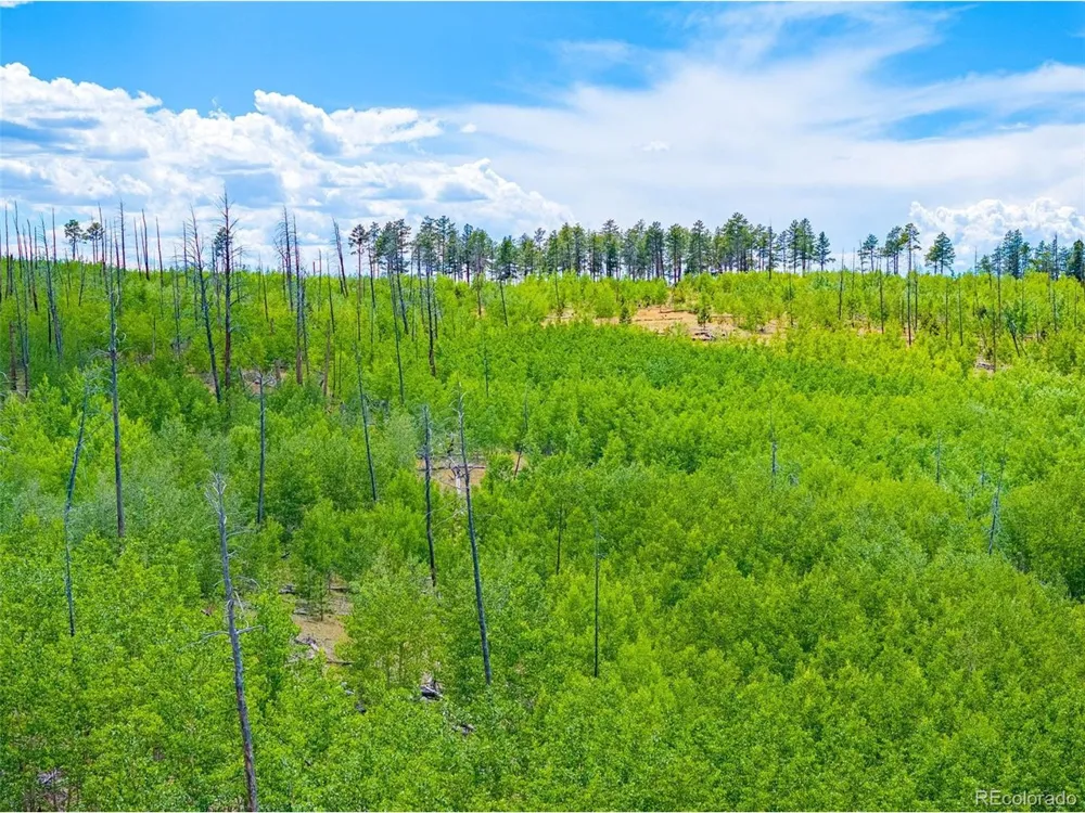 2 County Road 51 Florissant, CO 80816