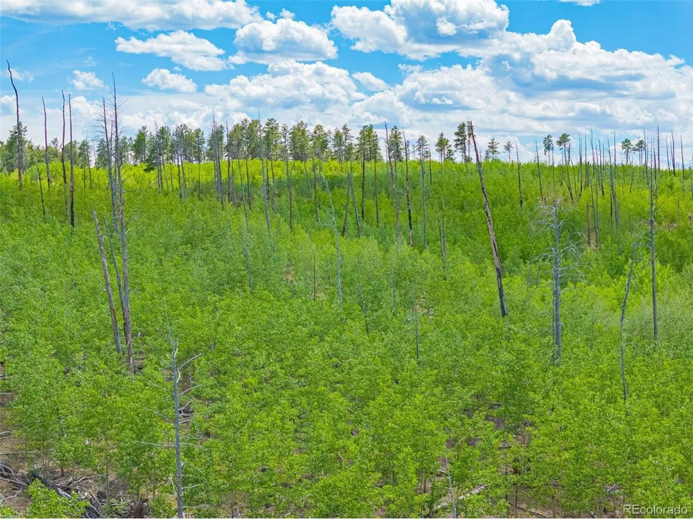 2 County Road 51 Florissant, CO 80816