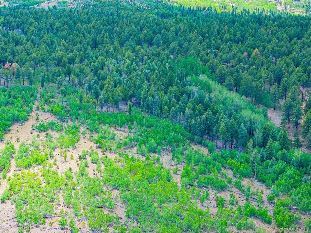 4 County Road 51 Florissant, CO 80816