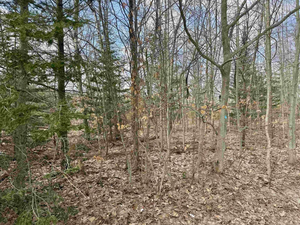 E Sandy Lane Cleveland Township, MI 49621