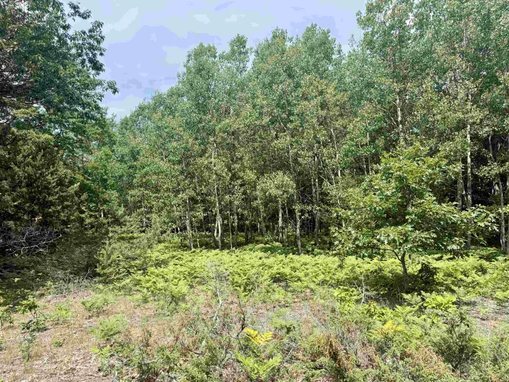 E Sandy Lane Cleveland Township, MI 49621