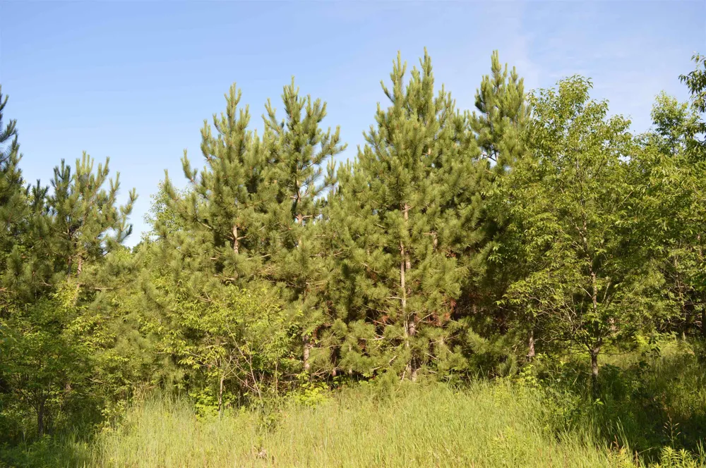 NE Holly Road Rapid River Township, MI 49646