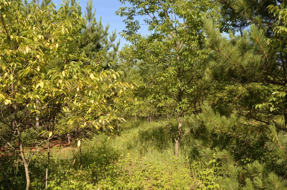 NE Holly Road Rapid River Township, MI 49646