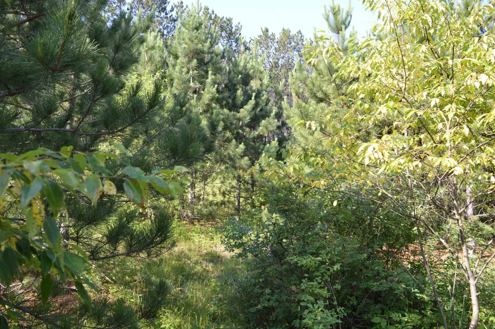 NE Holly Road Rapid River Township, MI 49646