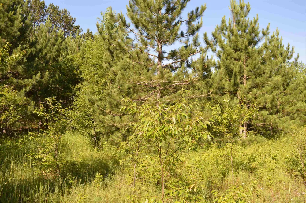 NE Holly Road Rapid River Township, MI 49646