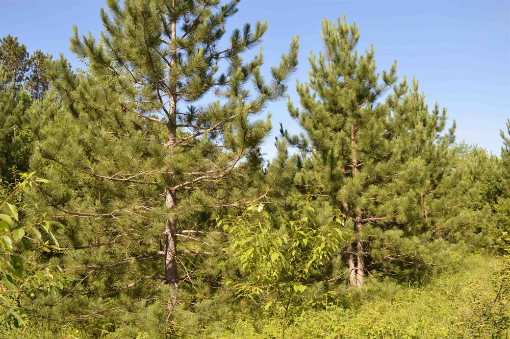 NE Holly Road Rapid River Township, MI 49646