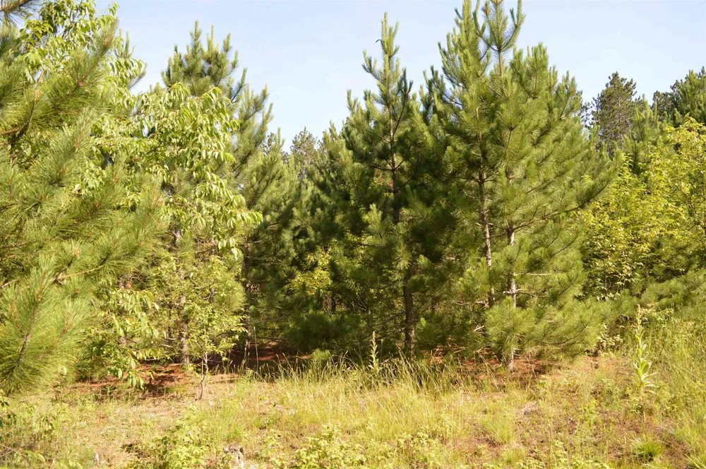 NE Holly Road Rapid River Township, MI 49646